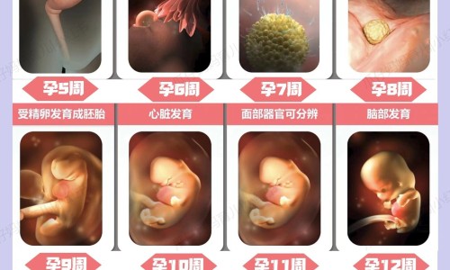 草乌吃法及药用-专业草乌的用法用量和使用注意平台-草乌吃法及药用量是多少